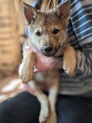 CHIOT MALE COLLIER BLEU CIEL