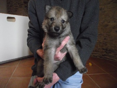 CHIOT FEMELLE COLLIER JAUNE