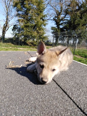 CHIOT FEMELLE COLLIER BLEU