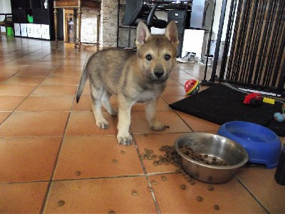 CHIOT FEMELLE COLLIER ROUGE