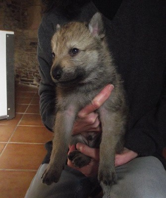 CHIOT MALE COLLIER NOIR