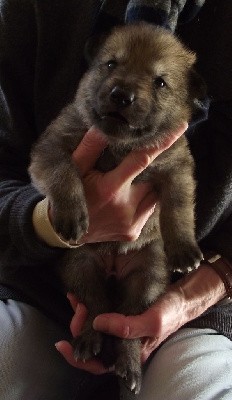 CHIOT FEMELLE COLLIER JAUNE