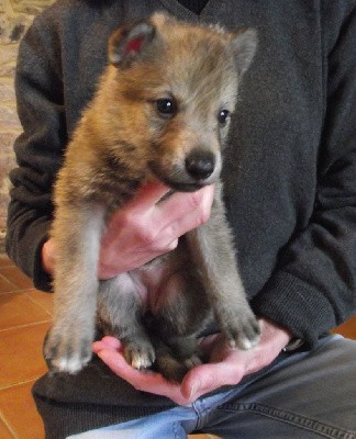 CHIOT FEMELLE COLLIER VERT