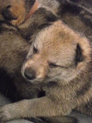 CHIOT FEMELLE COLLIER BLEU