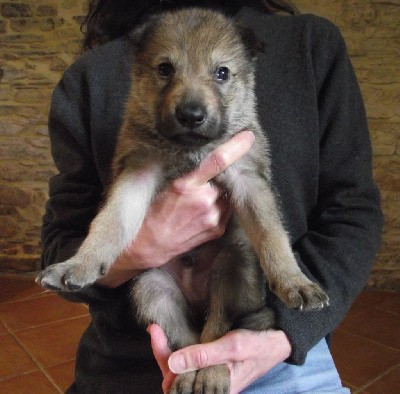 CHIOT MALE COLLIER BLEU CIEL